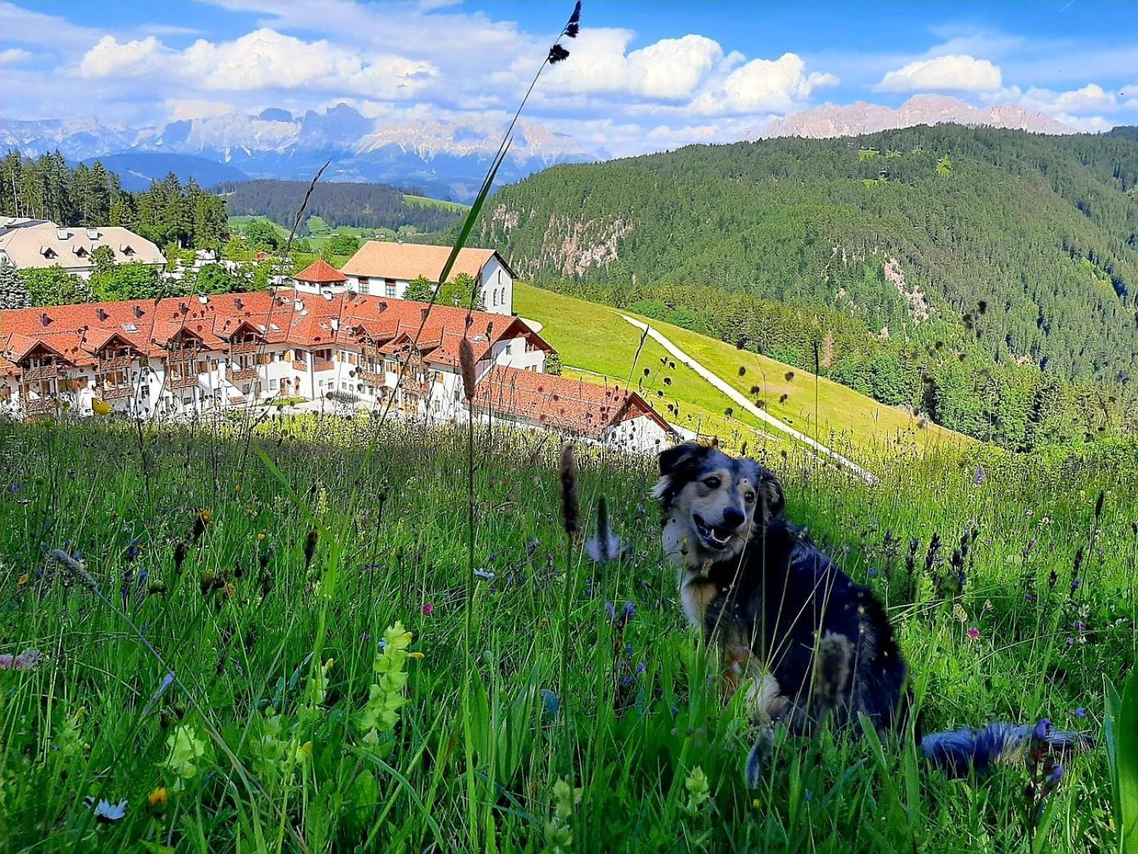 Gasthof Schmiederalm Aldino Exterior foto